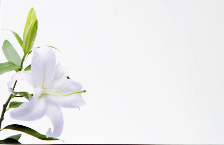 Picture of Florist Cards Small Lily x 50pcs